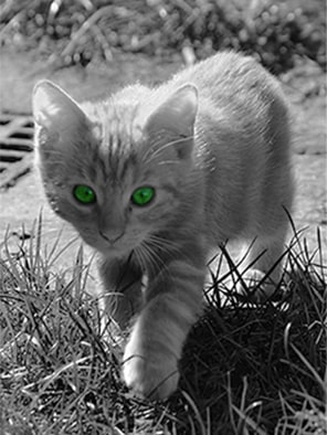 Kolorování fotografie kotě